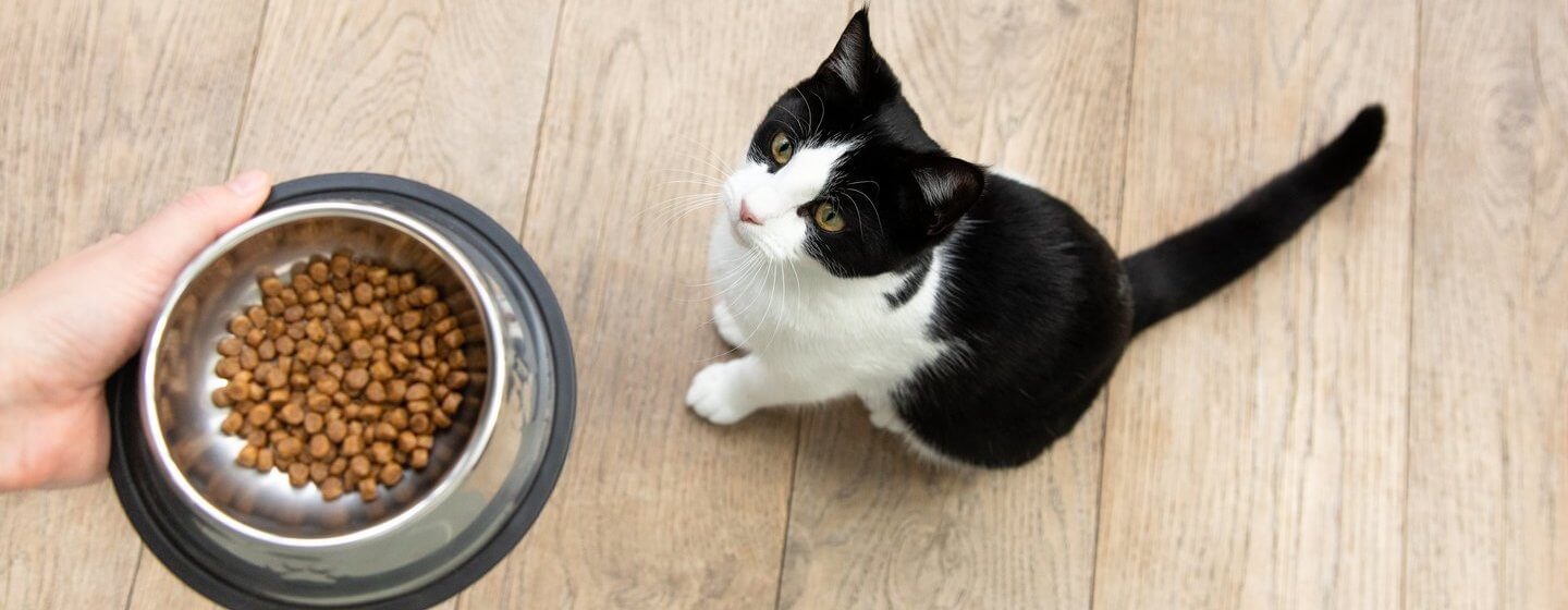 Het beste kittenvoer voor een gezonde levensstijl | Purina